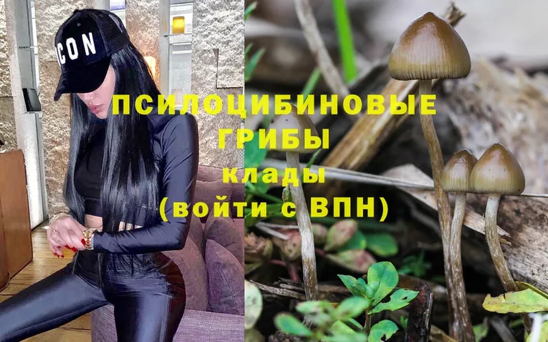 Галлюциногенные грибы Magic Shrooms  Правдинск 